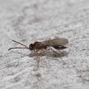 Diapriidae (family) at Acton, ACT - 3 Jun 2022