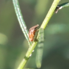 Steganopsis melanogaster (A lauxaniid fly) at Deakin, ACT - 19 May 2022 by LisaH