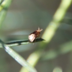 Steganopsis melanogaster at Deakin, ACT - 19 May 2022 02:19 PM