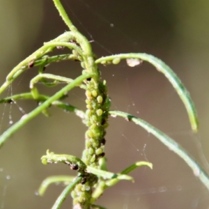 Aphididae (family) at Hughes, ACT - 19 May 2022