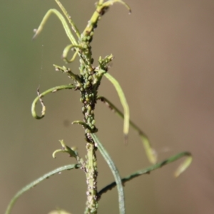 Aphididae (family) at Hughes, ACT - 19 May 2022