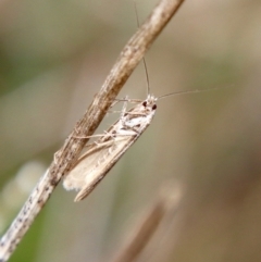 Tritymba dianipha at Hughes, ACT - 3 Jun 2022 01:48 PM