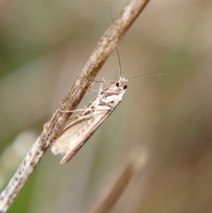 Tritymba dianipha at Hughes, ACT - 3 Jun 2022