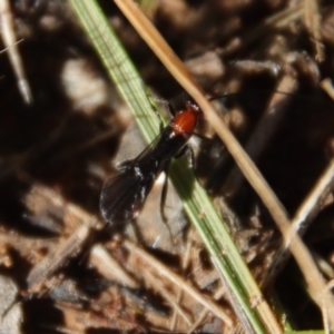 Braconidae (family) at Hughes, ACT - 3 May 2022