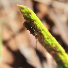 Braconidae (family) at Hughes, ACT - 3 May 2022 01:32 PM