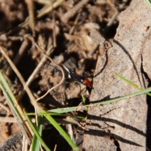 Braconidae (family) at Hughes, ACT - 3 May 2022