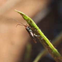 Braconidae (family) at Hughes, ACT - 3 May 2022 01:32 PM