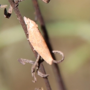 Tortricinae (subfamily) at Deakin, ACT - 3 May 2022