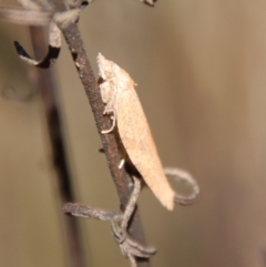 Tortricinae (subfamily) at Deakin, ACT - 3 May 2022