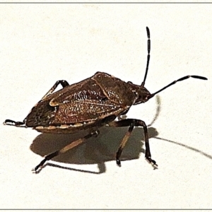 Cermatulus nasalis at Crooked Corner, NSW - 8 Jun 2022