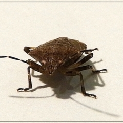 Cermatulus nasalis at Crooked Corner, NSW - 8 Jun 2022 09:01 PM