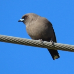 Artamus cyanopterus (Dusky Woodswallow) at Fyshwick, ACT - 9 Jun 2022 by RodDeb