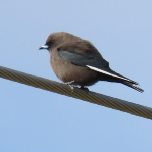 Artamus cyanopterus at Fyshwick, ACT - 9 Jun 2022