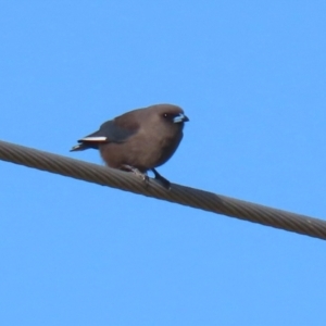 Artamus cyanopterus at Fyshwick, ACT - 9 Jun 2022