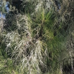 Amyema cambagei (Sheoak Mistletoe) at Coree, ACT - 10 Jun 2022 by JaneCarter