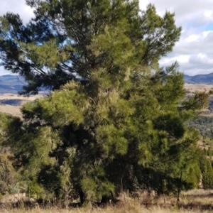 Amyema cambagei at Coree, ACT - 10 Jun 2022 10:33 AM