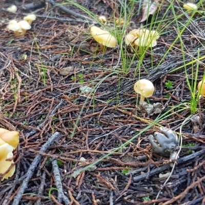 zz agaric (stem; gill colour unknown) at Woodstock Nature Reserve - 10 Jun 2022 by JaneCarter