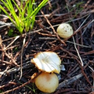 zz agaric (stem; gill colour unknown) at Coree, ACT - 10 Jun 2022 10:03 AM