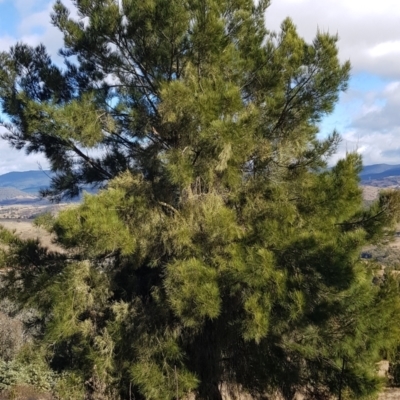 Amyema cambagei (Sheoak Mistletoe) at Coree, ACT - 10 Jun 2022 by JaneCarter