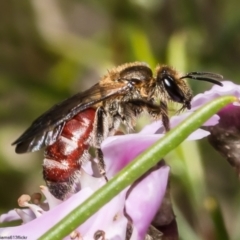 Lasioglossum (Parasphecodes) leichardti at Acton, ACT - 10 Jun 2022 by Roger