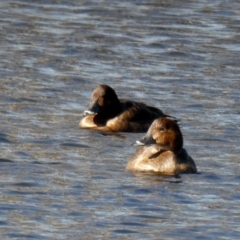 Aythya australis (Hardhead) at Googong, NSW - 10 Jun 2022 by Wandiyali