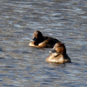 Aythya australis at Googong, NSW - 10 Jun 2022