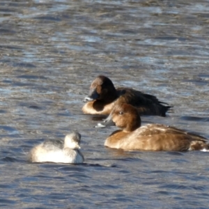 Aythya australis at Googong, NSW - 10 Jun 2022