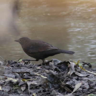 Turdus merula (Eurasian Blackbird) at Wodonga, VIC - 10 Jun 2022 by KylieWaldon