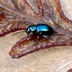 Unidentified Beetle (Coleoptera) at Pearcedale, VIC - 10 Jun 2022 by srsbb