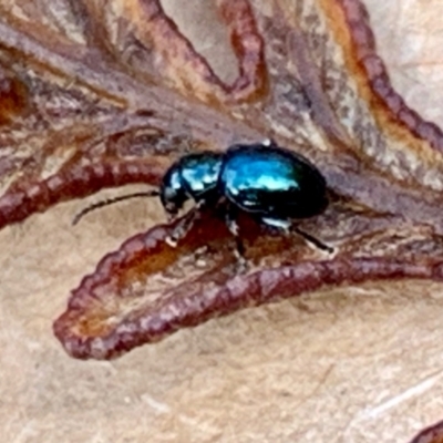 Unidentified Beetle (Coleoptera) at Pearcedale, VIC - 10 Jun 2022 by srsbb