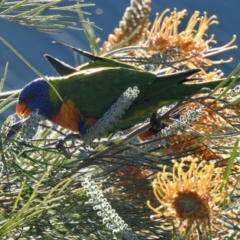 Trichoglossus moluccanus (Rainbow Lorikeet) at Umina Beach, NSW - 4 Jun 2022 by GlossyGal