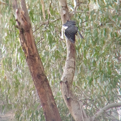 Microcarbo melanoleucos (Little Pied Cormorant) at West Albury, NSW - 10 Jun 2022 by ClaireSee