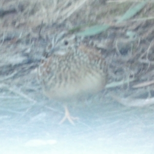 Turnix varius at Borough, NSW - 10 Jun 2022