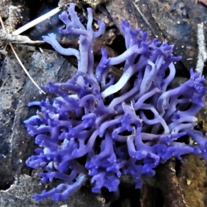 Ramariopsis pulchella at Paddys River, ACT - 10 Jun 2022