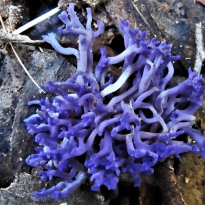 Ramariopsis pulchella at Tidbinbilla Nature Reserve - 10 Jun 2022 by JohnBundock