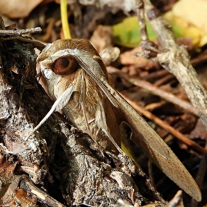 Hippotion celerio at Crooked Corner, NSW - 10 Mar 2022