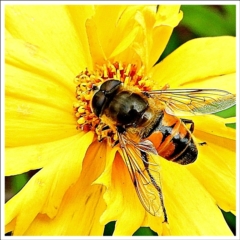 Eristalis tenax (Drone fly) at Crooked Corner, NSW - 13 Jan 2022 by Milly