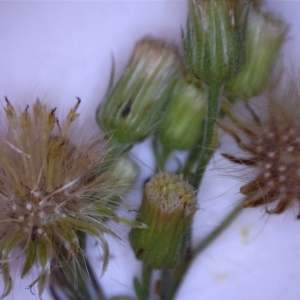 Erigeron sumatrensis at Watson, ACT - 9 Jun 2022