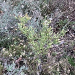 Erigeron sumatrensis at Watson, ACT - 9 Jun 2022