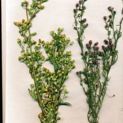 Erigeron bonariensis (Flaxleaf Fleabane) at Watson, ACT - 9 Jun 2022 by waltraud