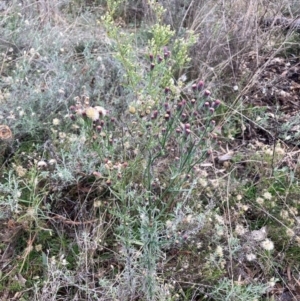 Erigeron bonariensis at Watson, ACT - 9 Jun 2022