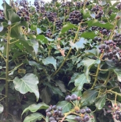 Hedera sp. (helix or hibernica) (Ivy) at Hackett, ACT - 6 Jun 2022 by waltraud