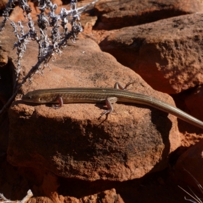 Unidentified Skink at Petermann, NT - 23 Mar 2012 by jksmits