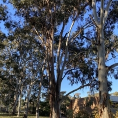 Callocephalon fimbriatum (Gang-gang Cockatoo) at Reid, ACT - 10 Jun 2022 by macolless