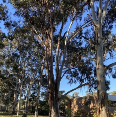 Callocephalon fimbriatum (Gang-gang Cockatoo) at Reid, ACT - 11 Jun 2022 by macolless