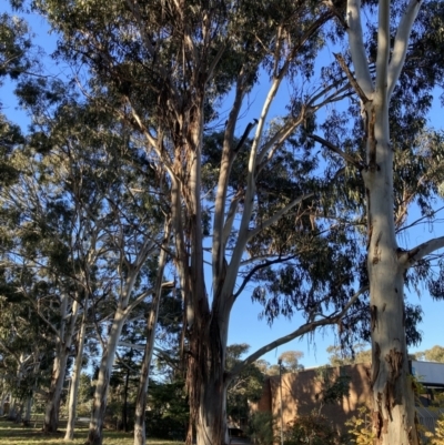 Callocephalon fimbriatum (Gang-gang Cockatoo) at Reid, ACT - 10 Jun 2022 by macolless