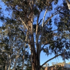 Callocephalon fimbriatum at Reid, ACT - 11 Jun 2022