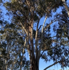 Callocephalon fimbriatum (Gang-gang Cockatoo) at City Renewal Authority Area - 10 Jun 2022 by macolless