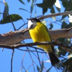 Pachycephala pectoralis (Golden Whistler) at Stromlo, ACT - 10 Jun 2022 by Christine