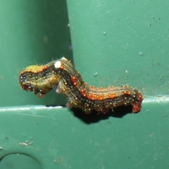 Mnesampela privata (Autumn Gum Moth) at Flynn, ACT - 10 Jun 2022 by Christine